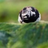 Kamenacek pestry - Arenaria interpres - Ruddy Turnstone o1215